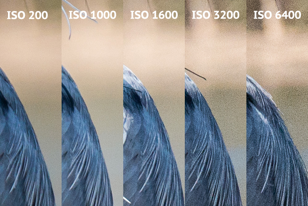 What is ISO? Your Camera’s Sensitivity to Light Explained
